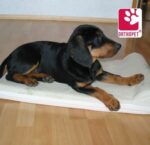 Orthopet, il benessere a 4 zampe - immagine 2